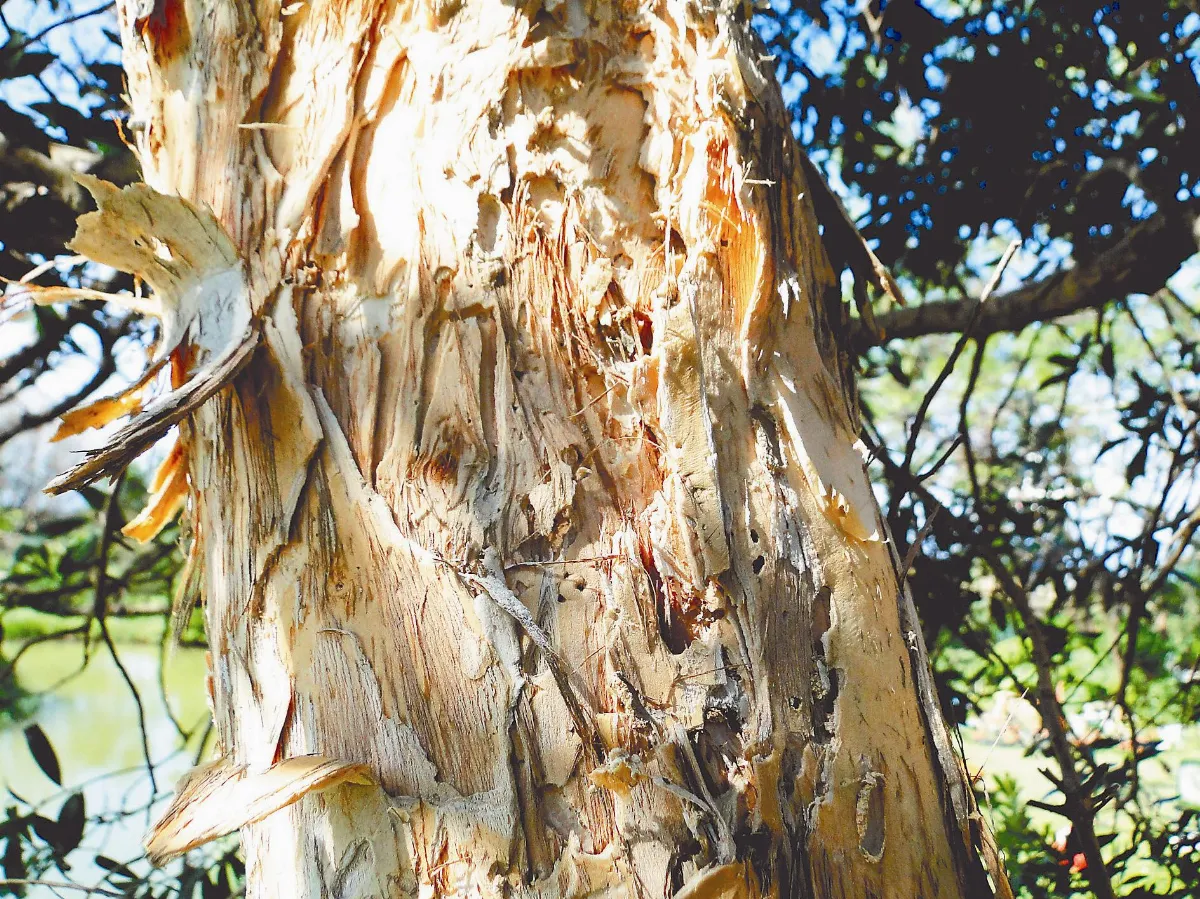 【人間植物禪】 白千層的美與醜