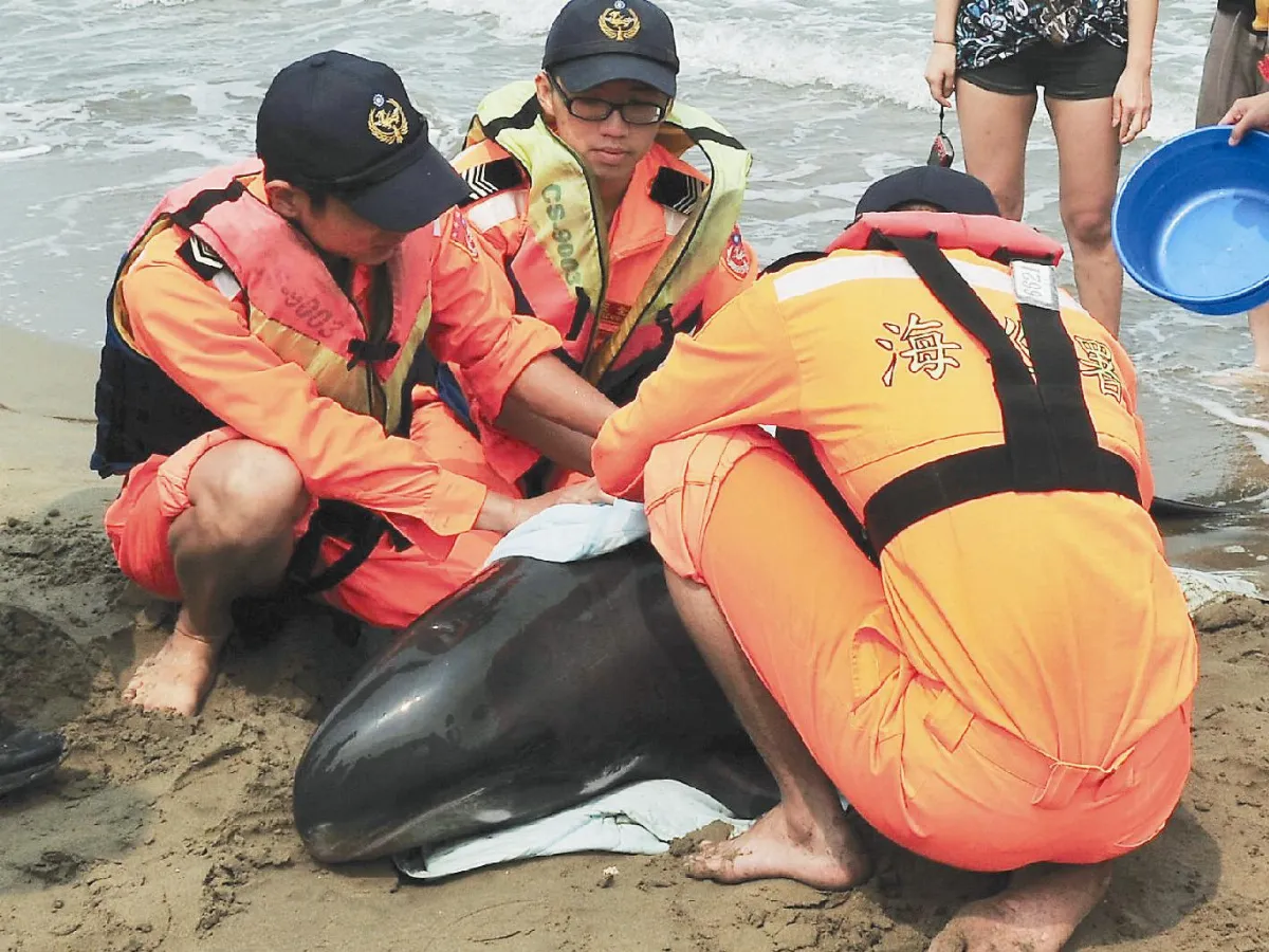 擱淺車城 小虎鯨無大礙