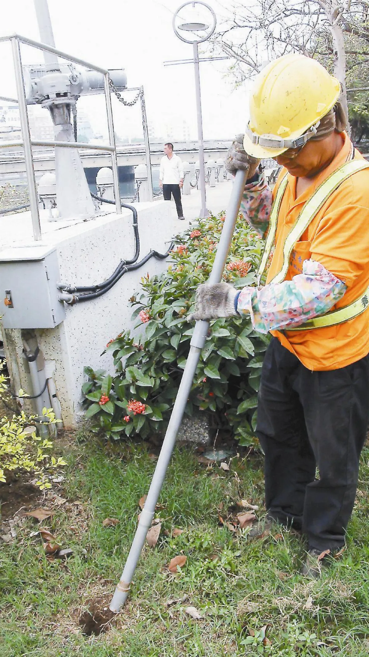 愛河變乾淨 螃蟹鑿洞惹禍