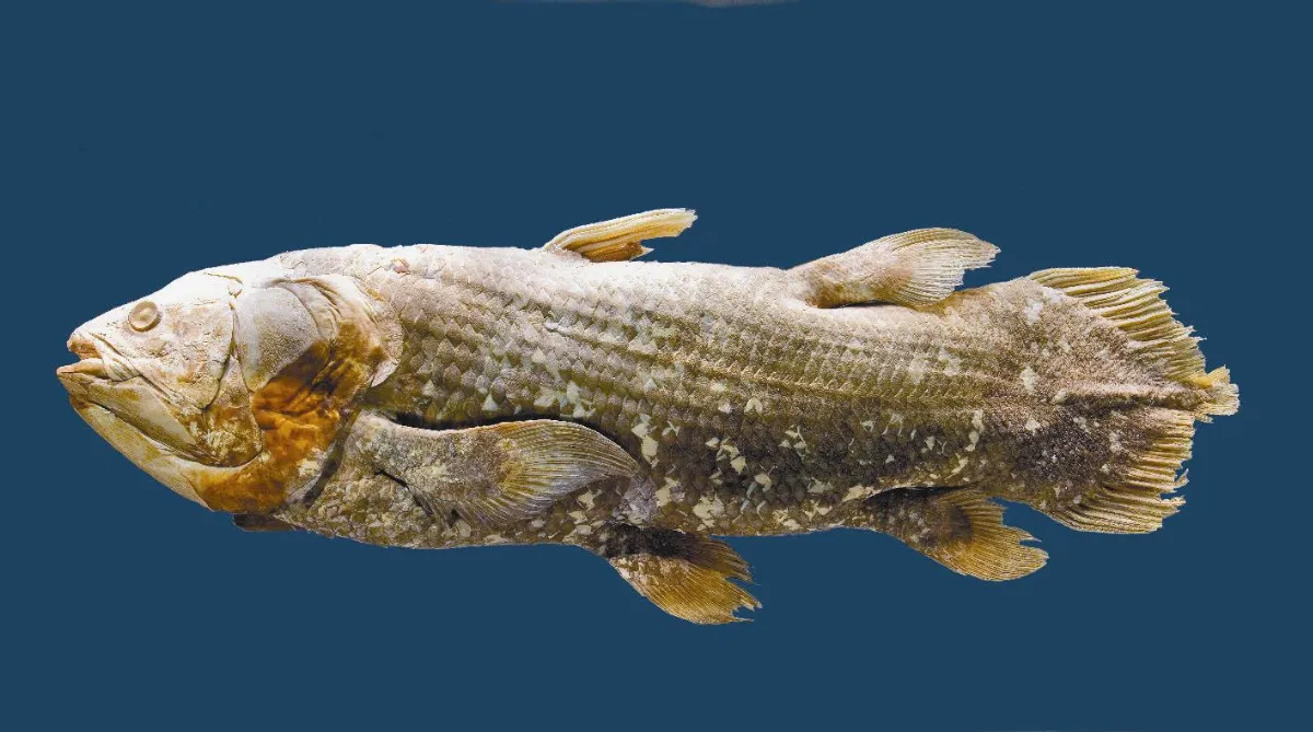 非洲腔棘魚DNA  生物登陸解祕