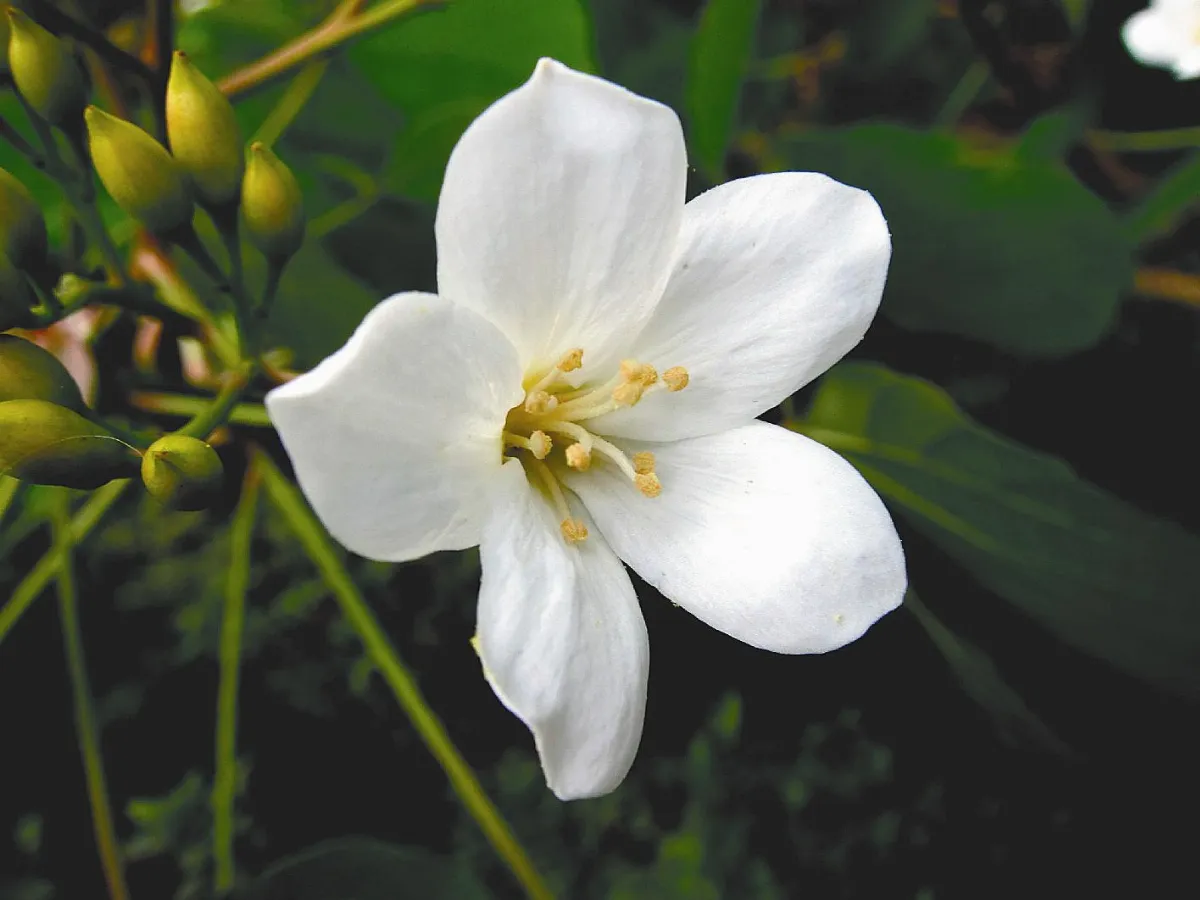節慶APP 桐花祭開跑