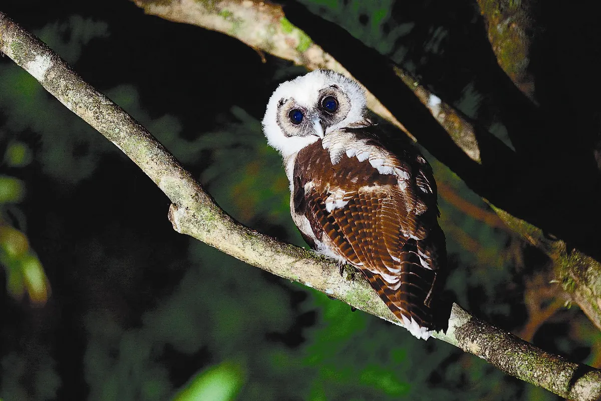 看！那一根羽毛