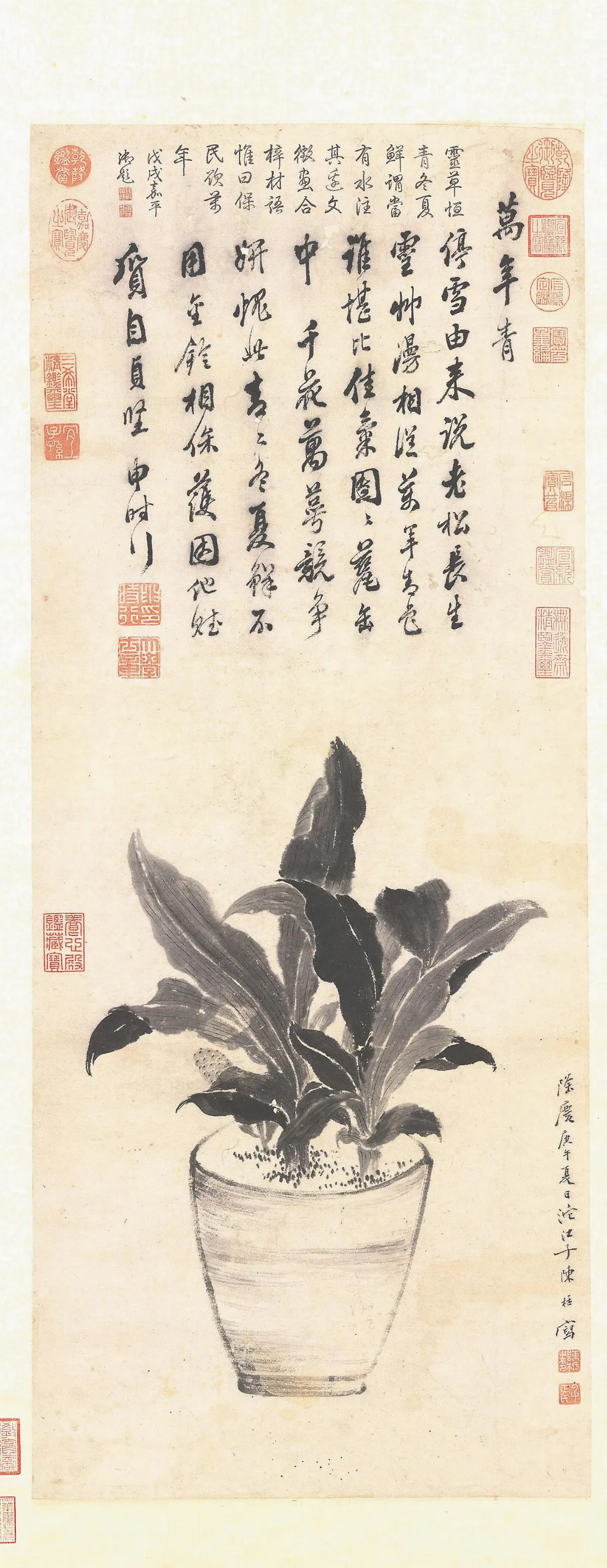 【盆中清翫特展】明‧陳栝〈畫萬年青〉