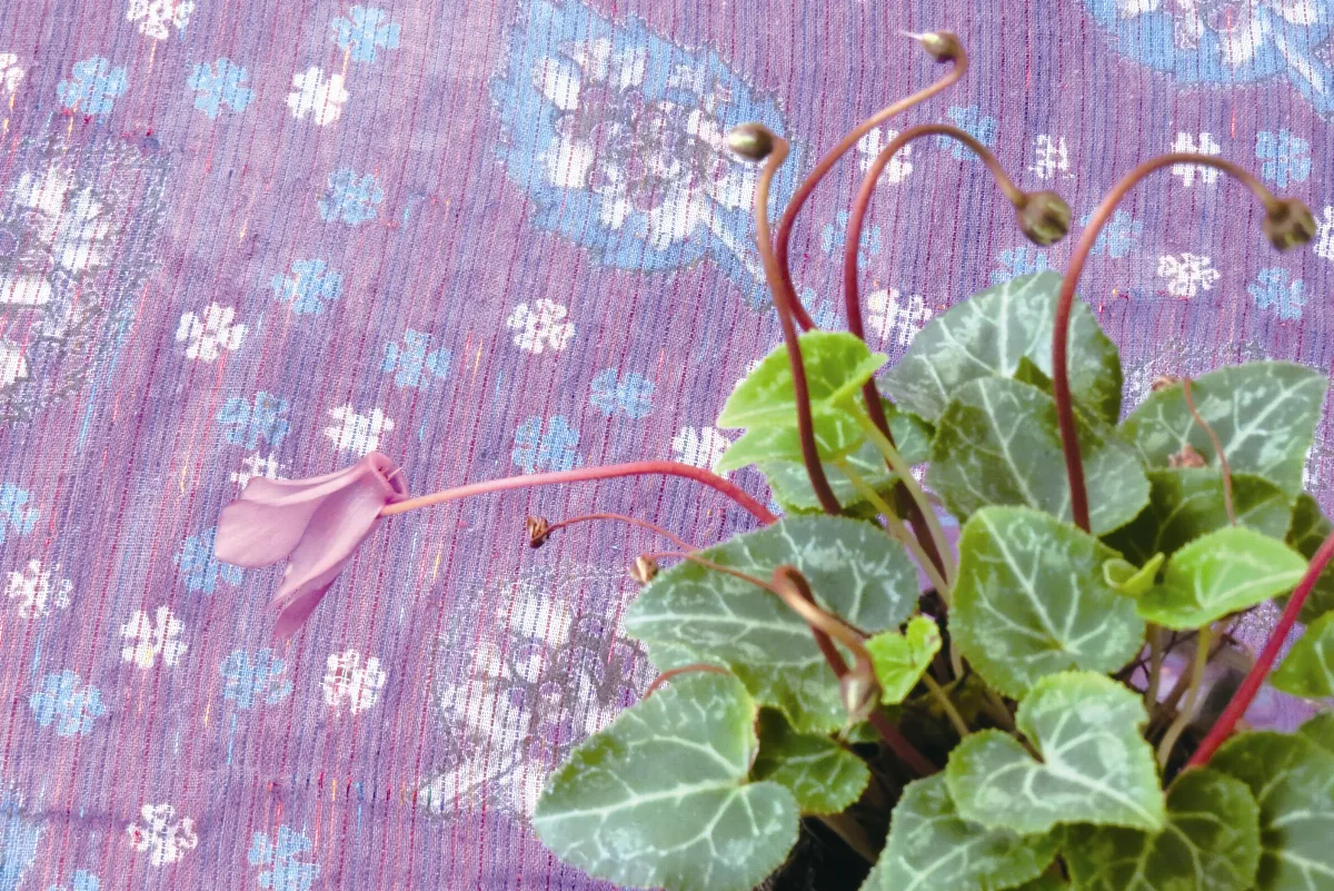 仙客來