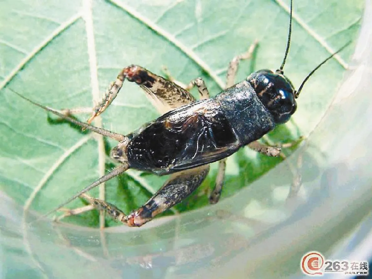 親子互動 養寵物