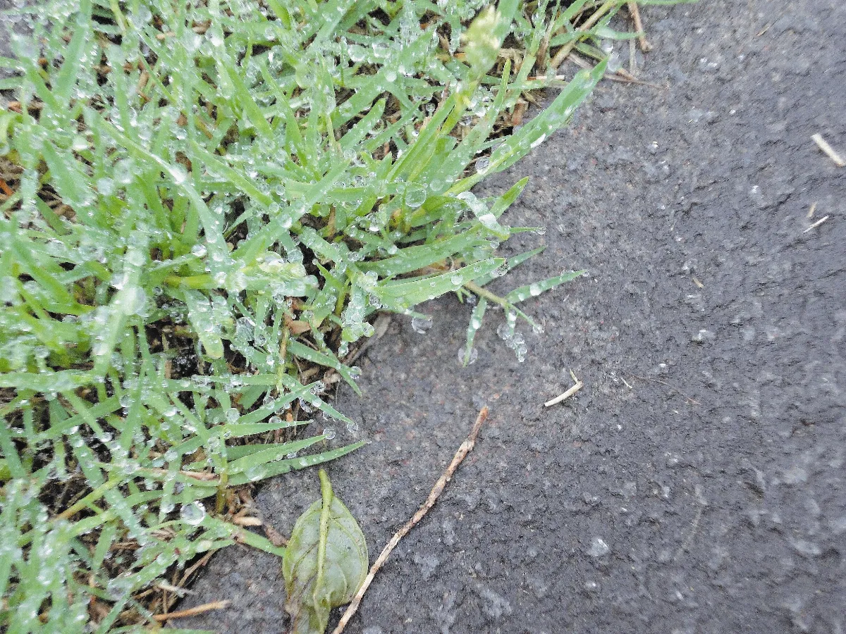 青春眼界  雨