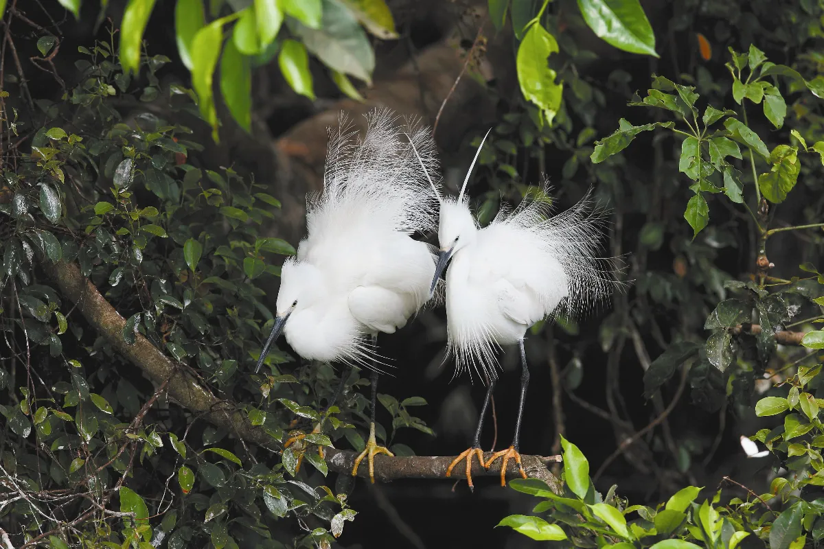 奇妙生物 白鳥鷺鷥 鷺飛則露下