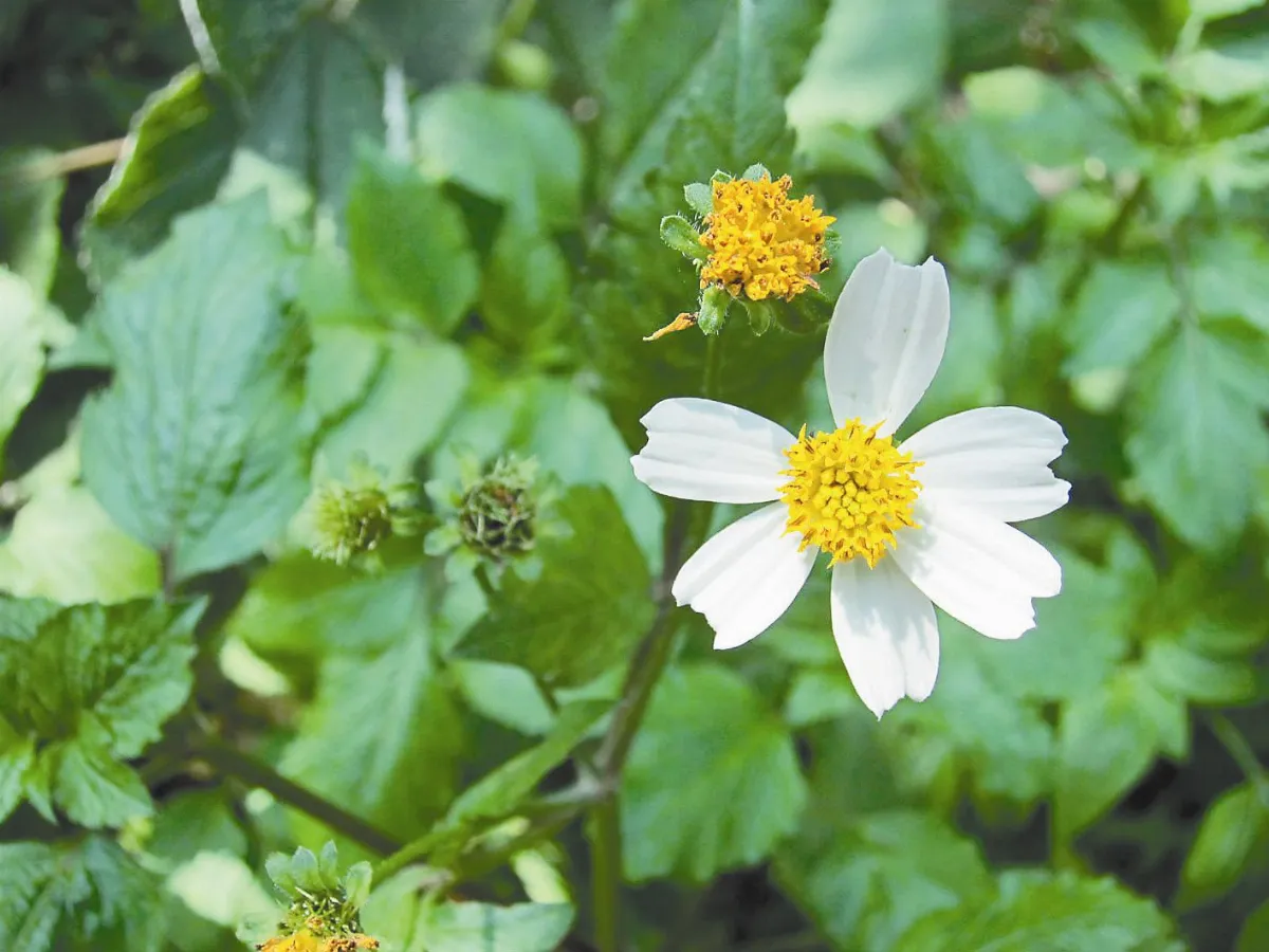 【人間植物禪】     青梅竹馬野草中