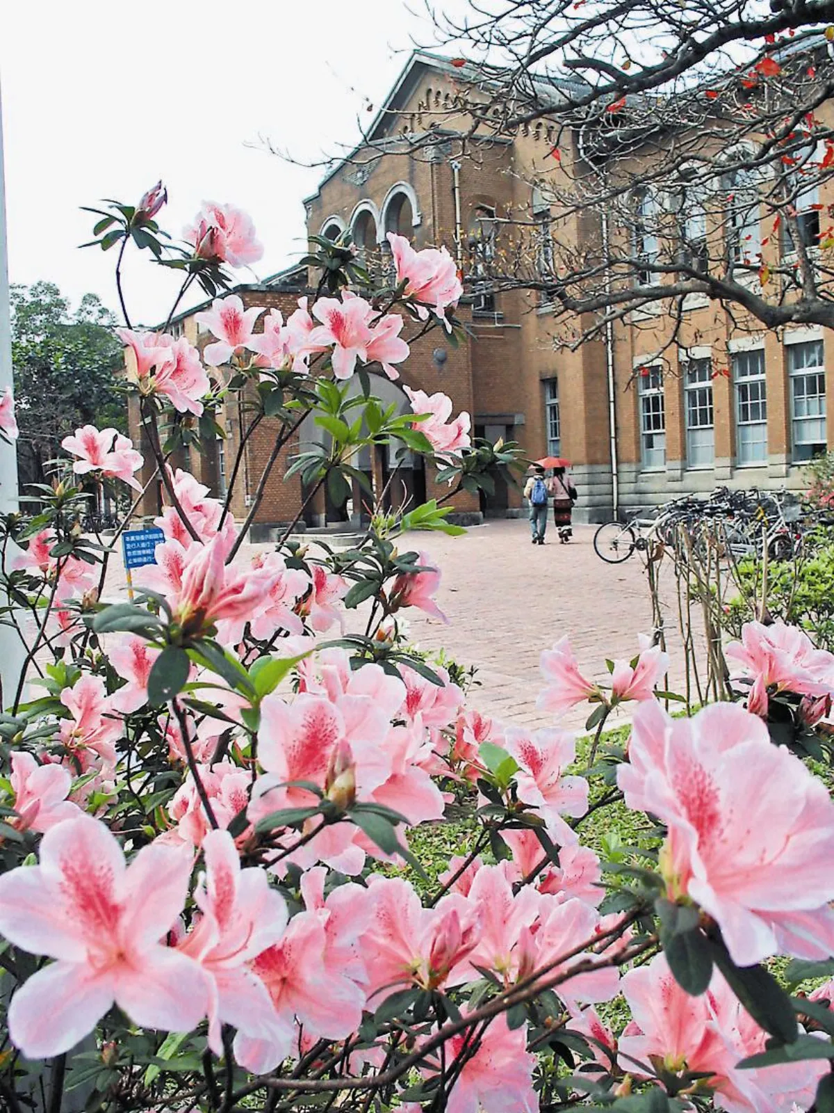 怡然誌得  杜鵑花節