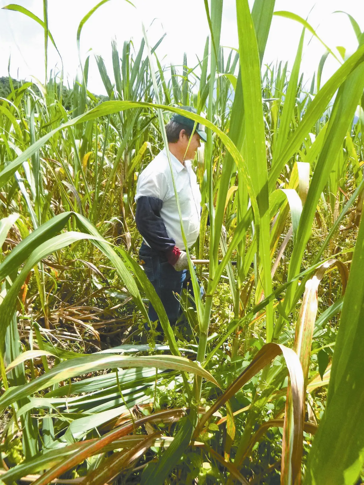 蔗麼好的地方花蓮光復鄉．大和社區