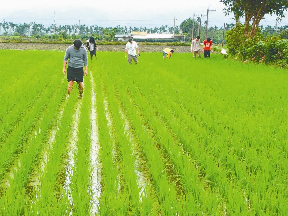 蔗麼好的地方花蓮光復鄉．大和社區