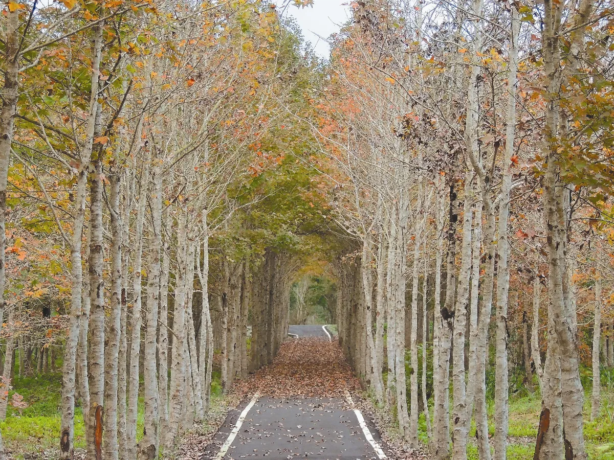 蔗麼好的地方花蓮光復鄉．大和社區