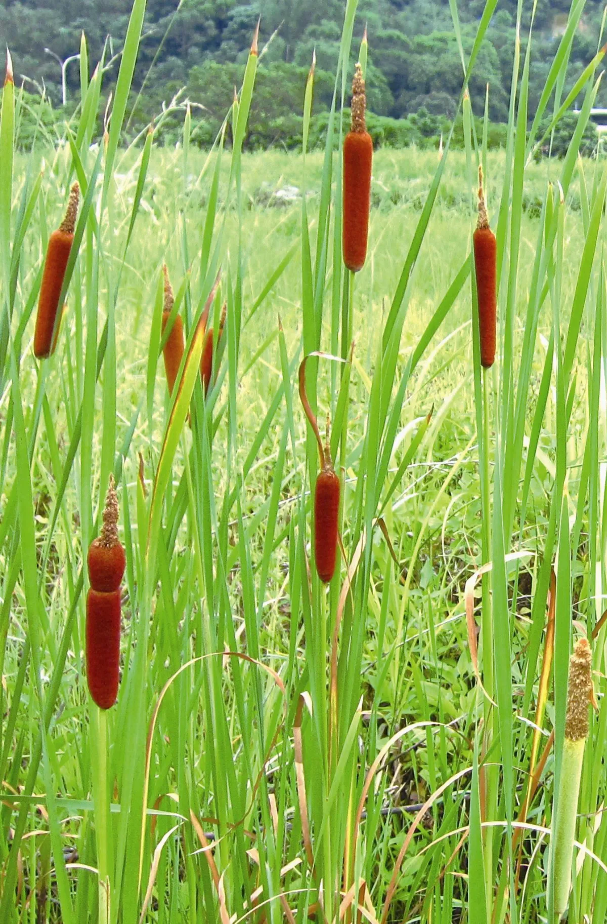 【人間植物禪】              水蠟燭的媽媽