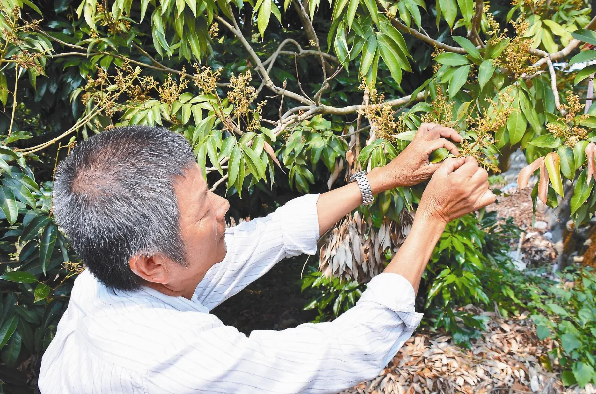 荔枝達人許明鎮：今年大豐收