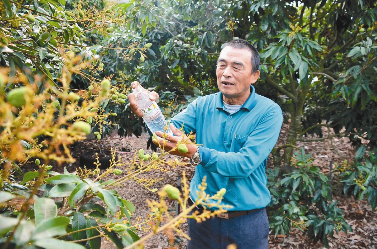 大悲水加持 玉荷包超甜