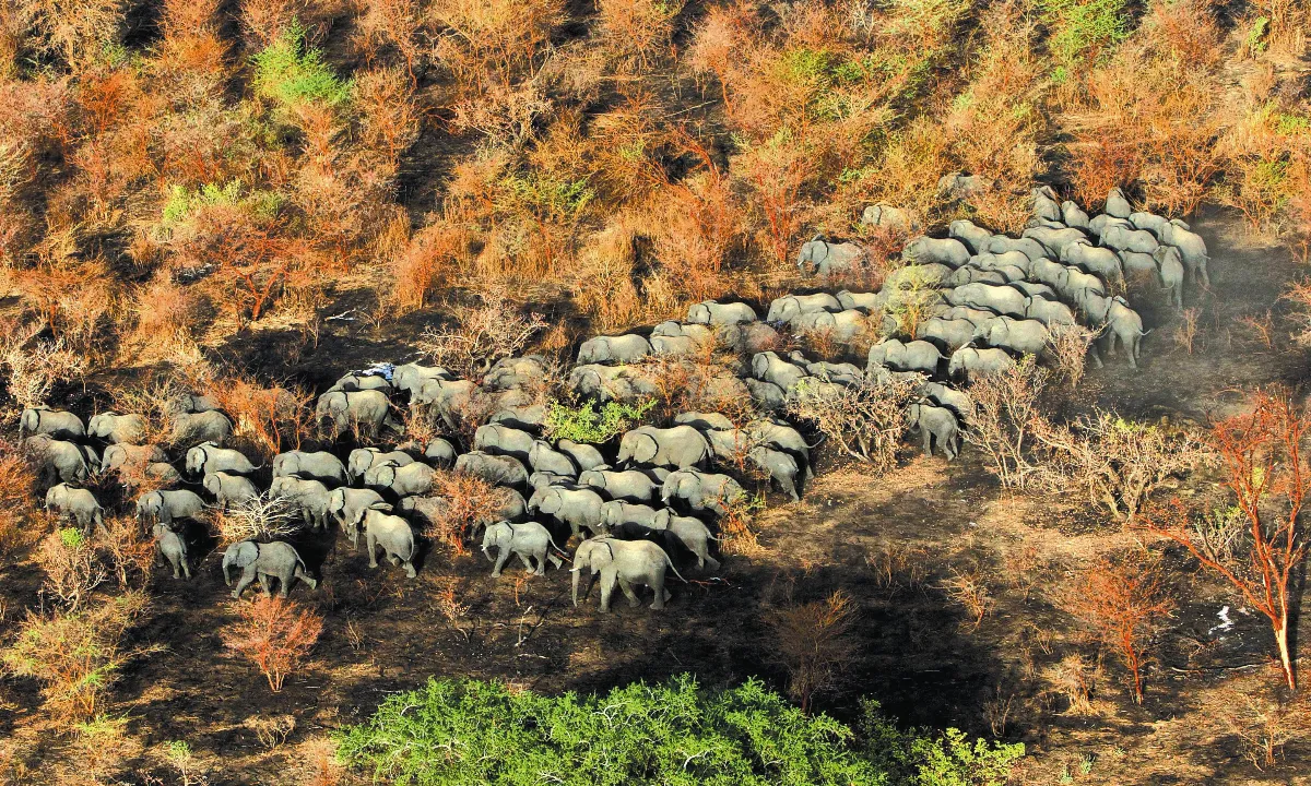 全球定位  GPS 追蹤保護象群