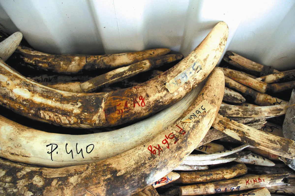 盜獵集團   組織嚴密、手段殘忍