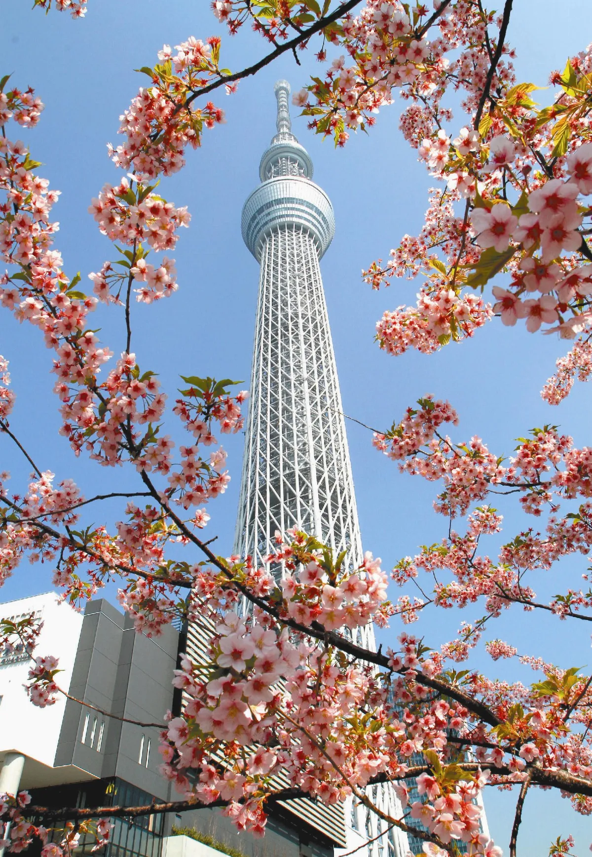 東京晴空塔慶周歲  超吸睛