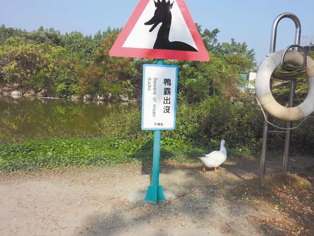 生活快門  鴨霸出沒