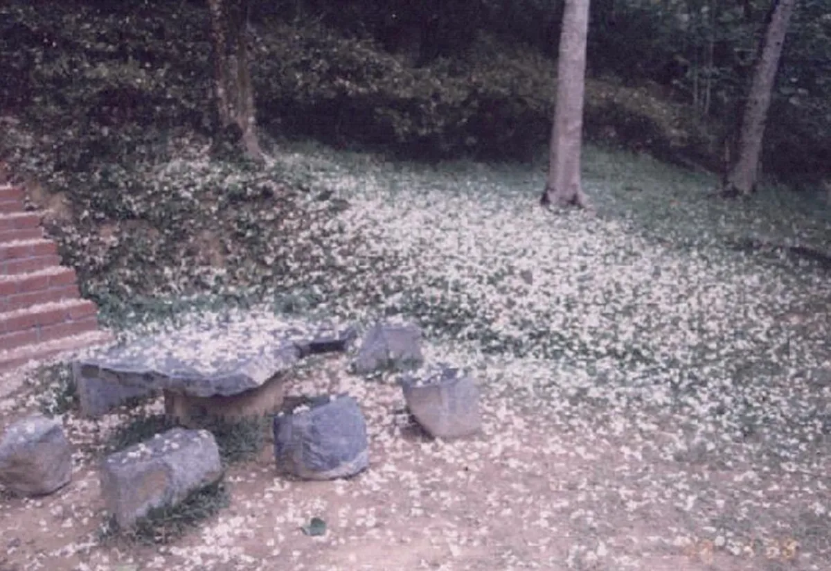 花白山更翠  詠桐花