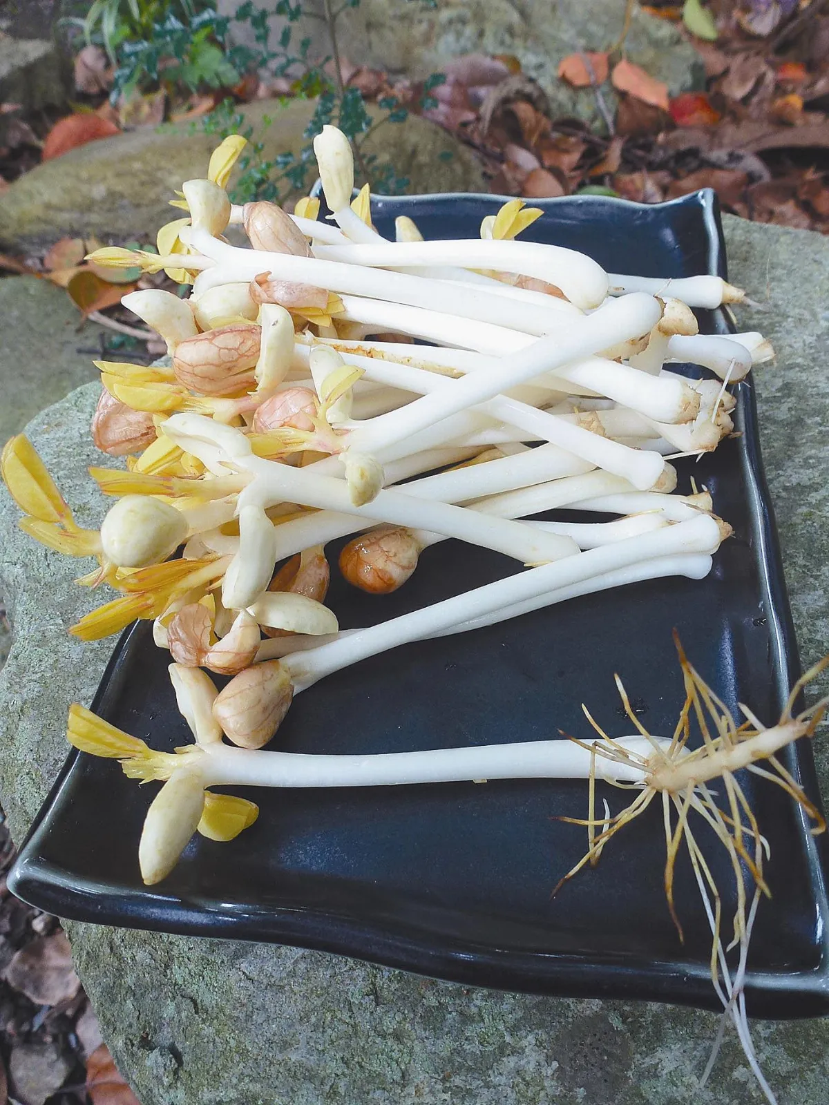 幸福真食物   農家的養生食材萬壽果芽