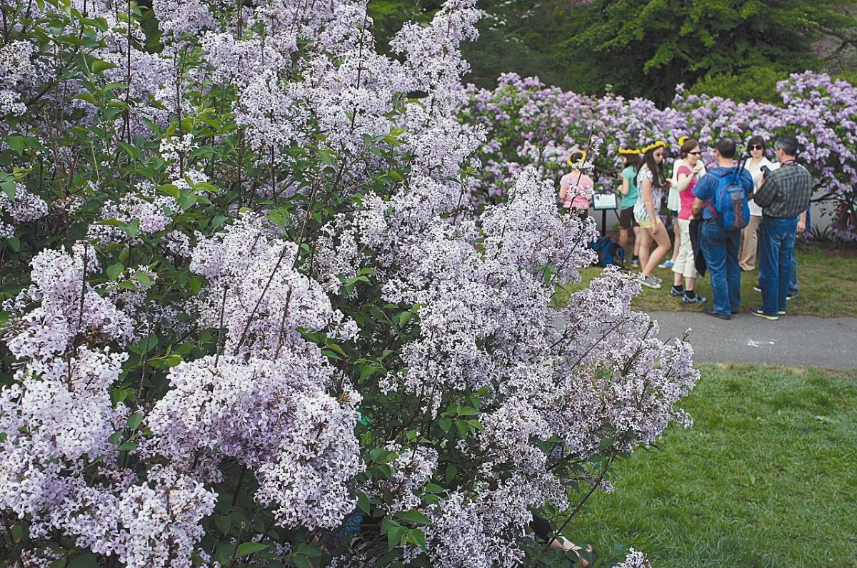 節慶APP 我和紫丁香有約