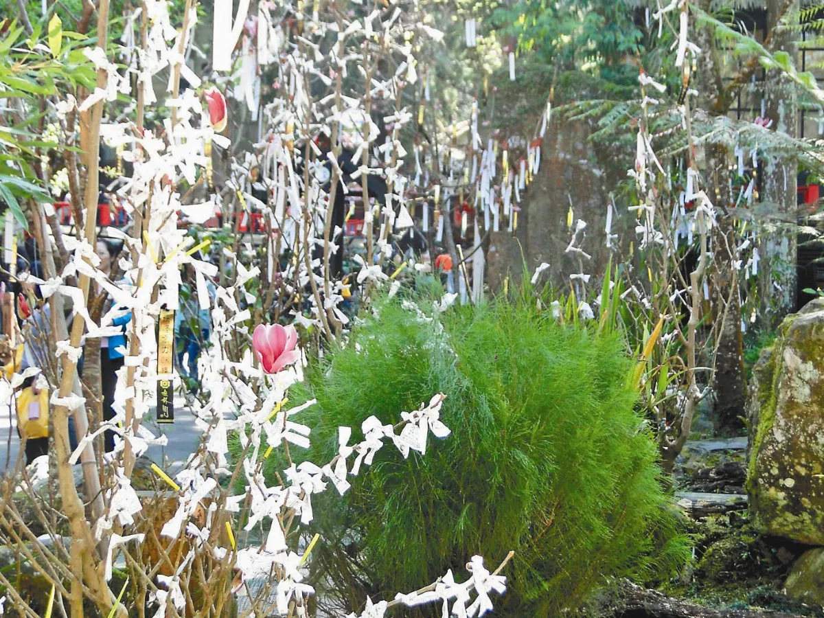 【人間植物禪】幸運之樹