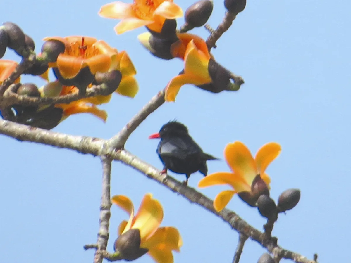 生活快門   木棉花與紅嘴黑鵯