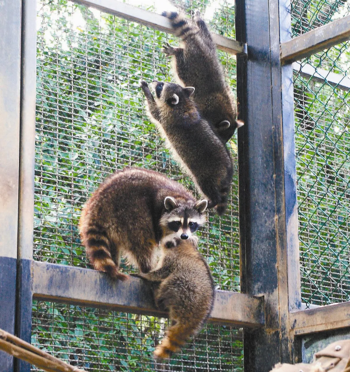 做完月子 浣熊母子亮相
