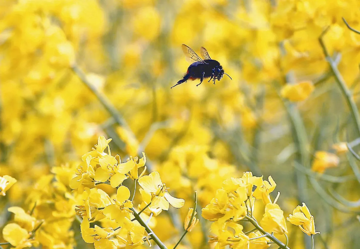 油菜籽油 在英比橄欖油熱銷
