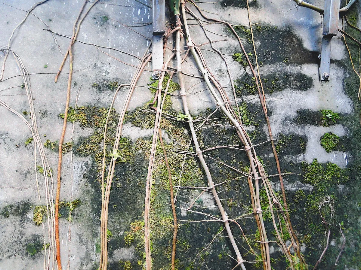 【人間植物禪】           大自然的構圖