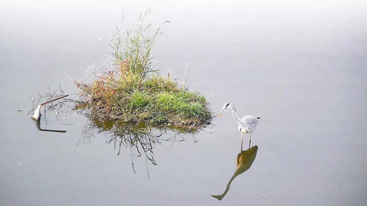 生活快門    水鳥哲學