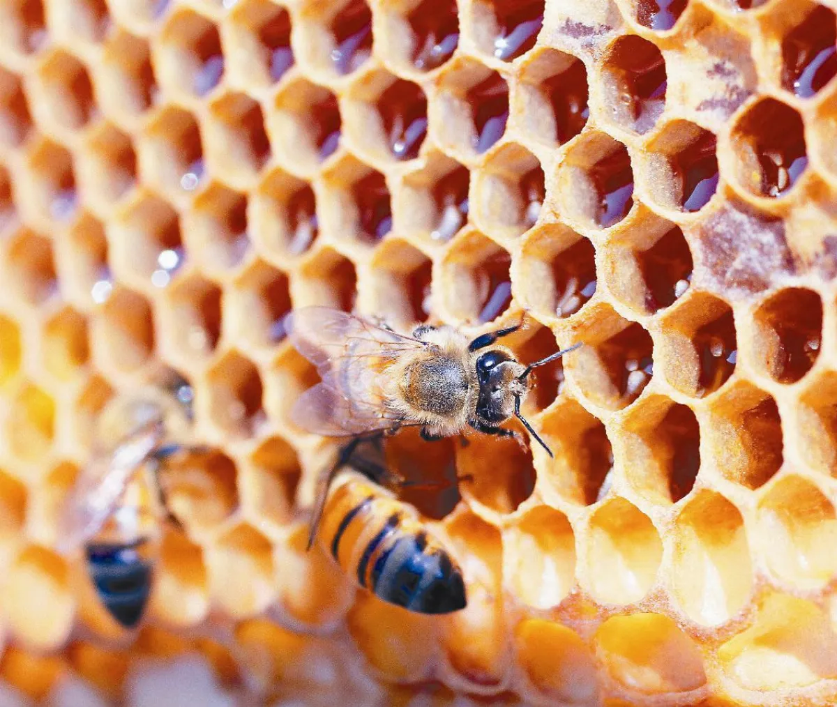 利用葉背當遮陽傘 昆蟲避暑之道