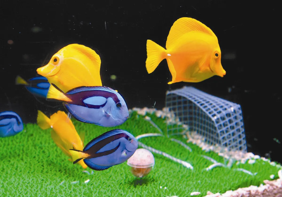 魚缸足球場