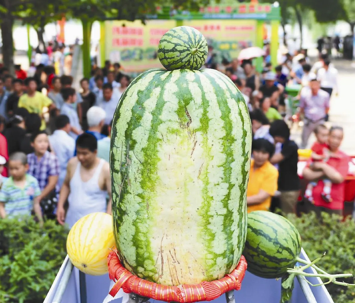 西瓜王