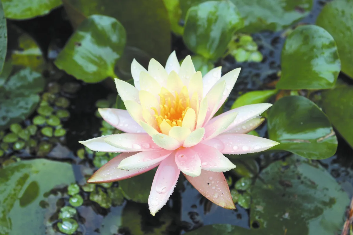 生命福田  為人著想