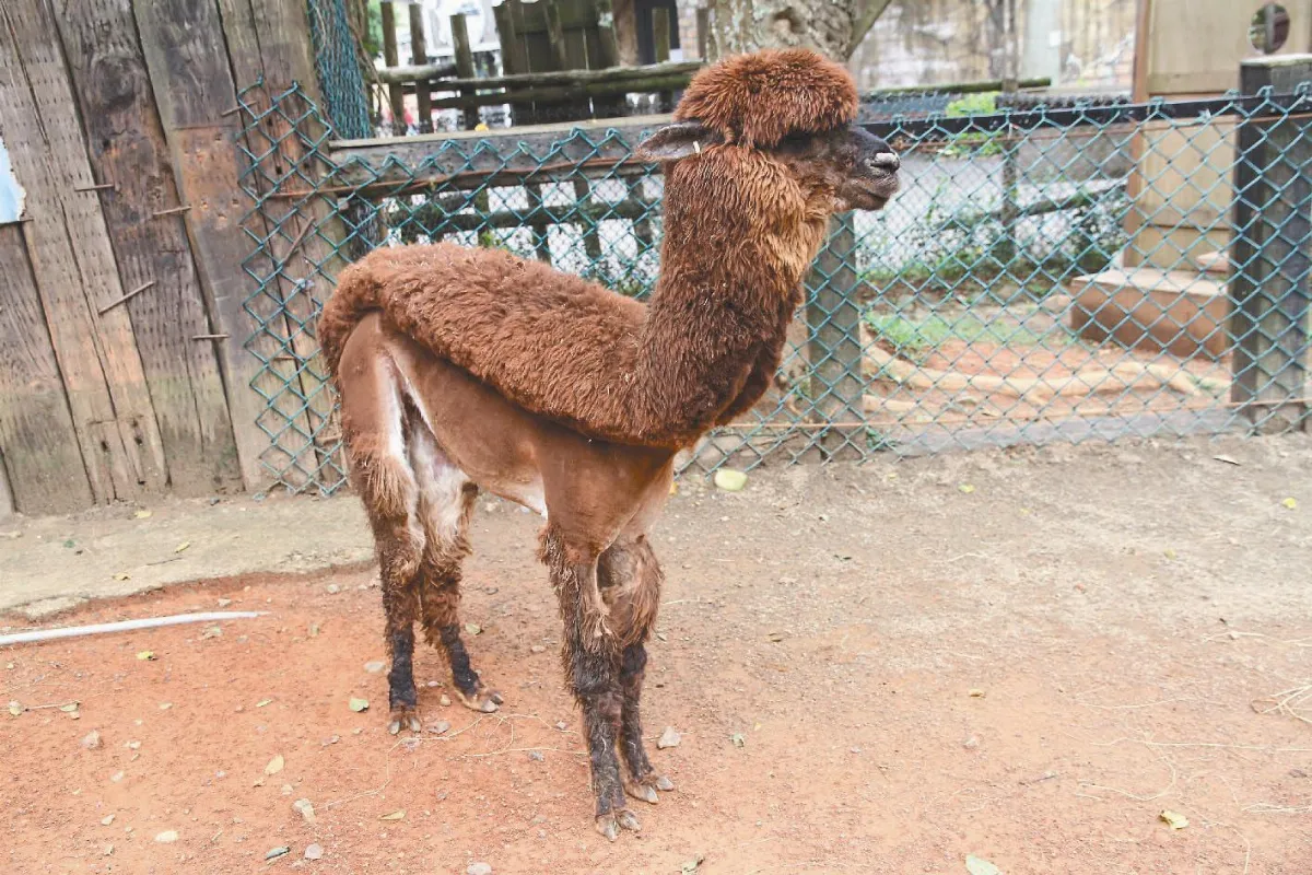 羊駝消暑 很龐克