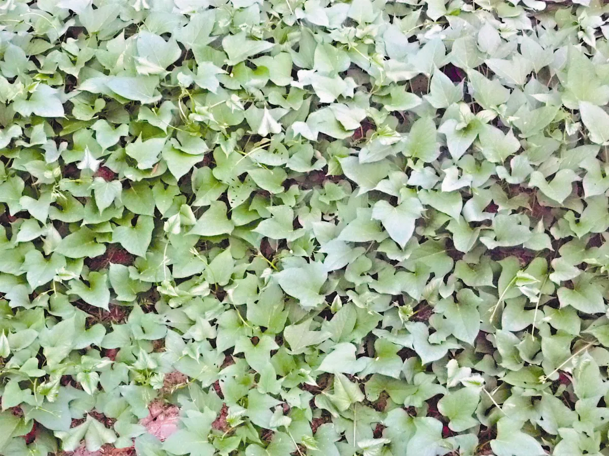 平民菜餚養生的番薯葉