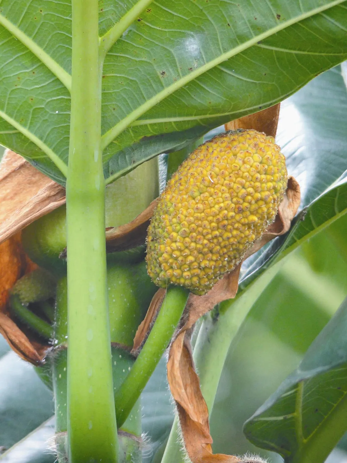 【人間植物禪】   樹上的麵包
