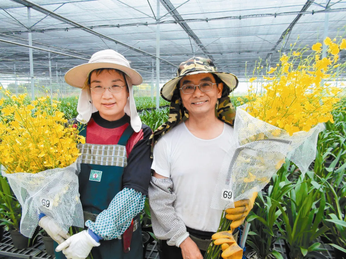 文心蘭聽佛號 長得美少蟲害