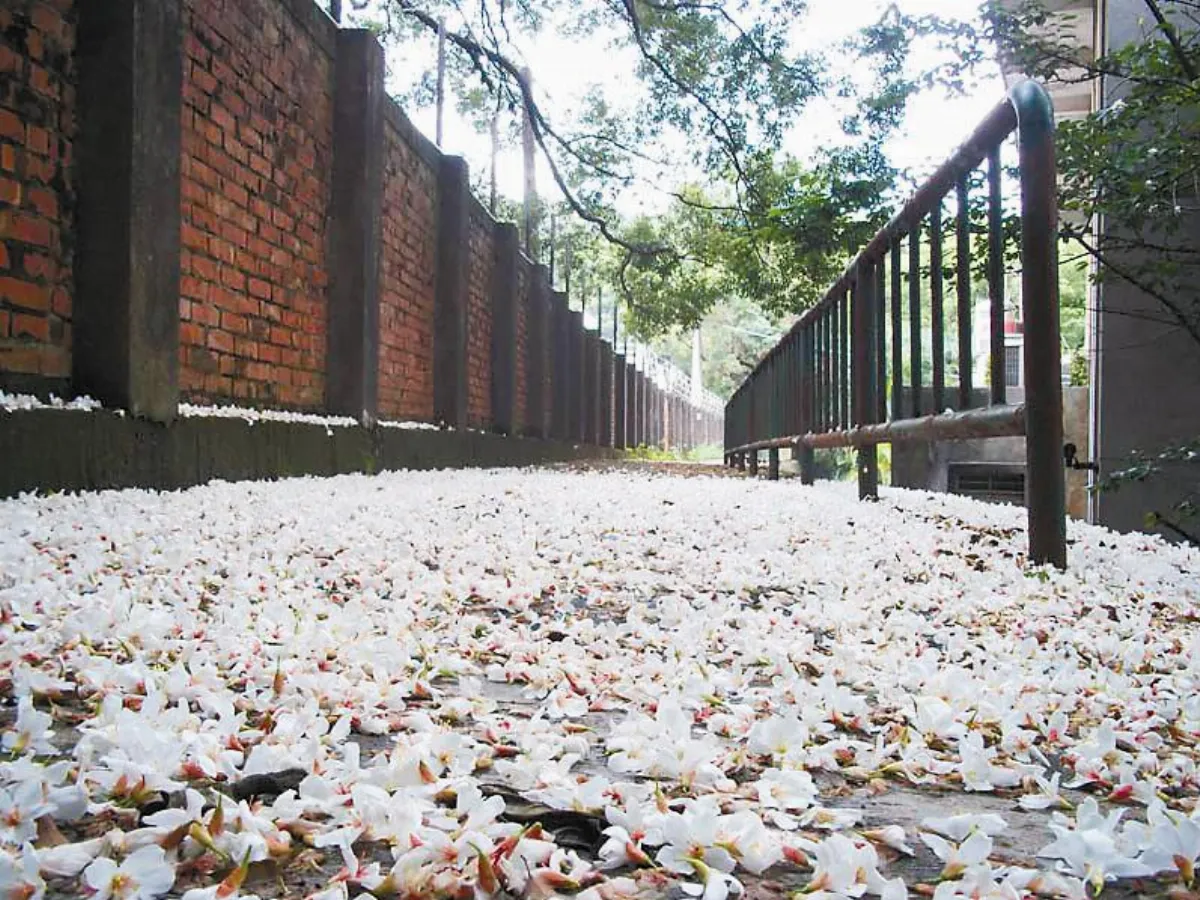 生活快門   落花成雪