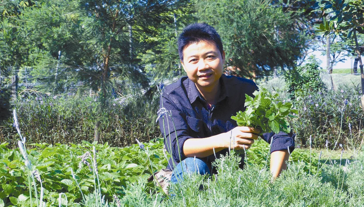 吳文平  耕耘香草夢田