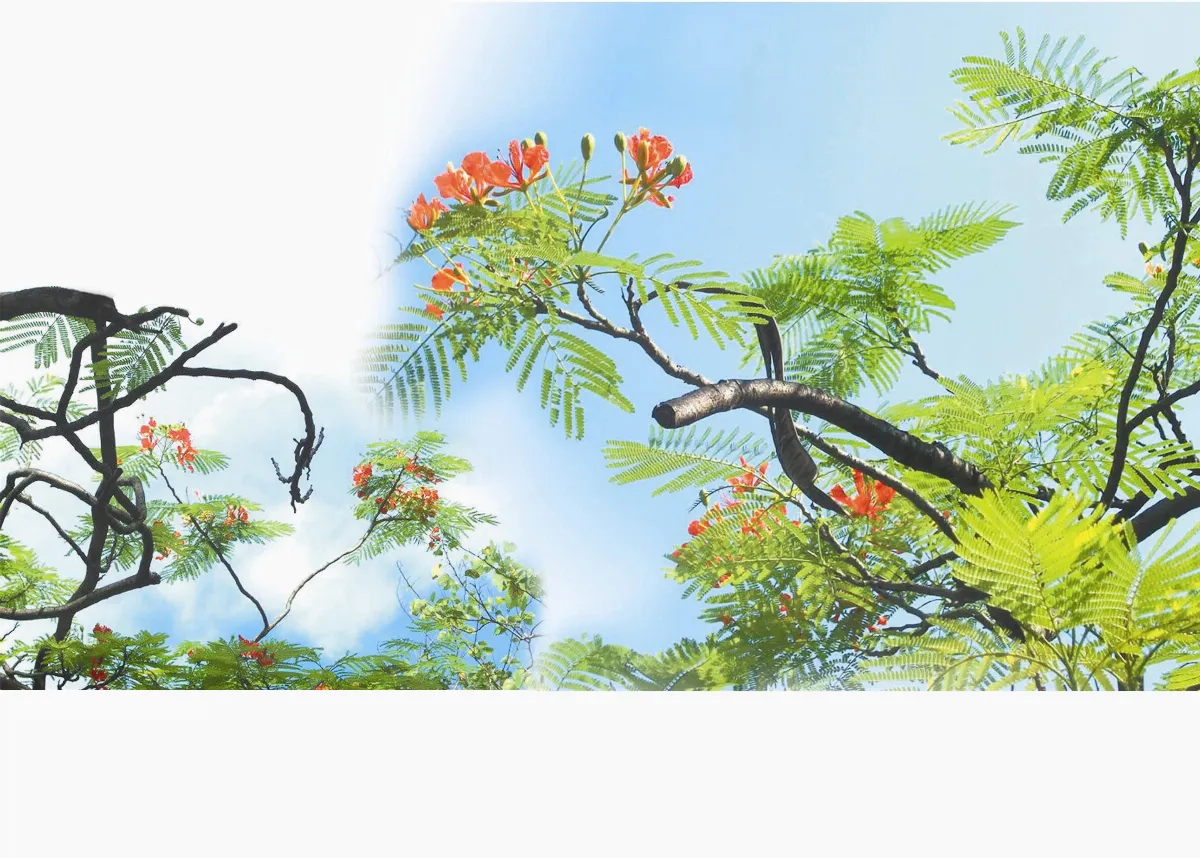 鳳凰花開於天際遊龍戲鳳