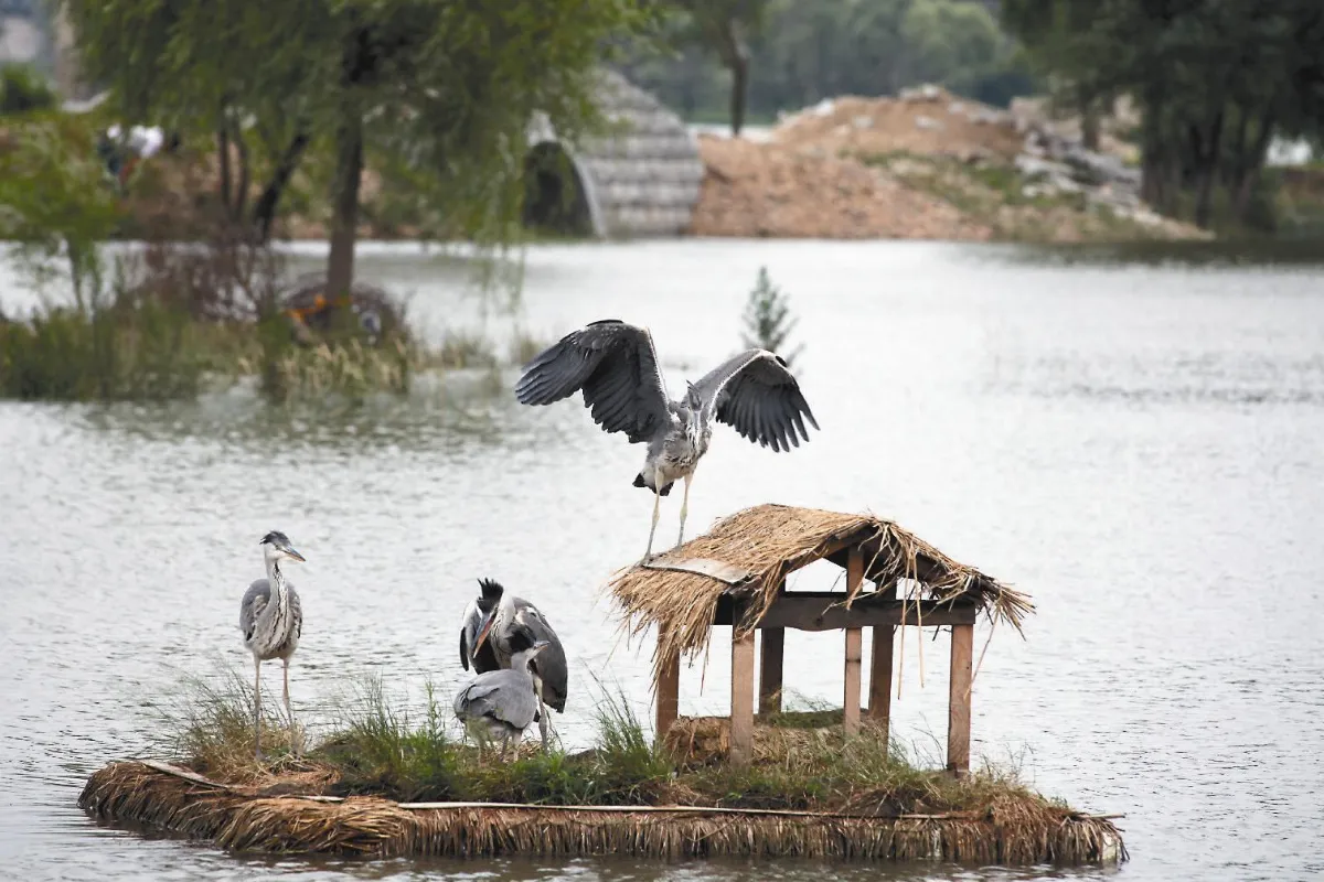鳥巢水上漂 新發明救水鳥