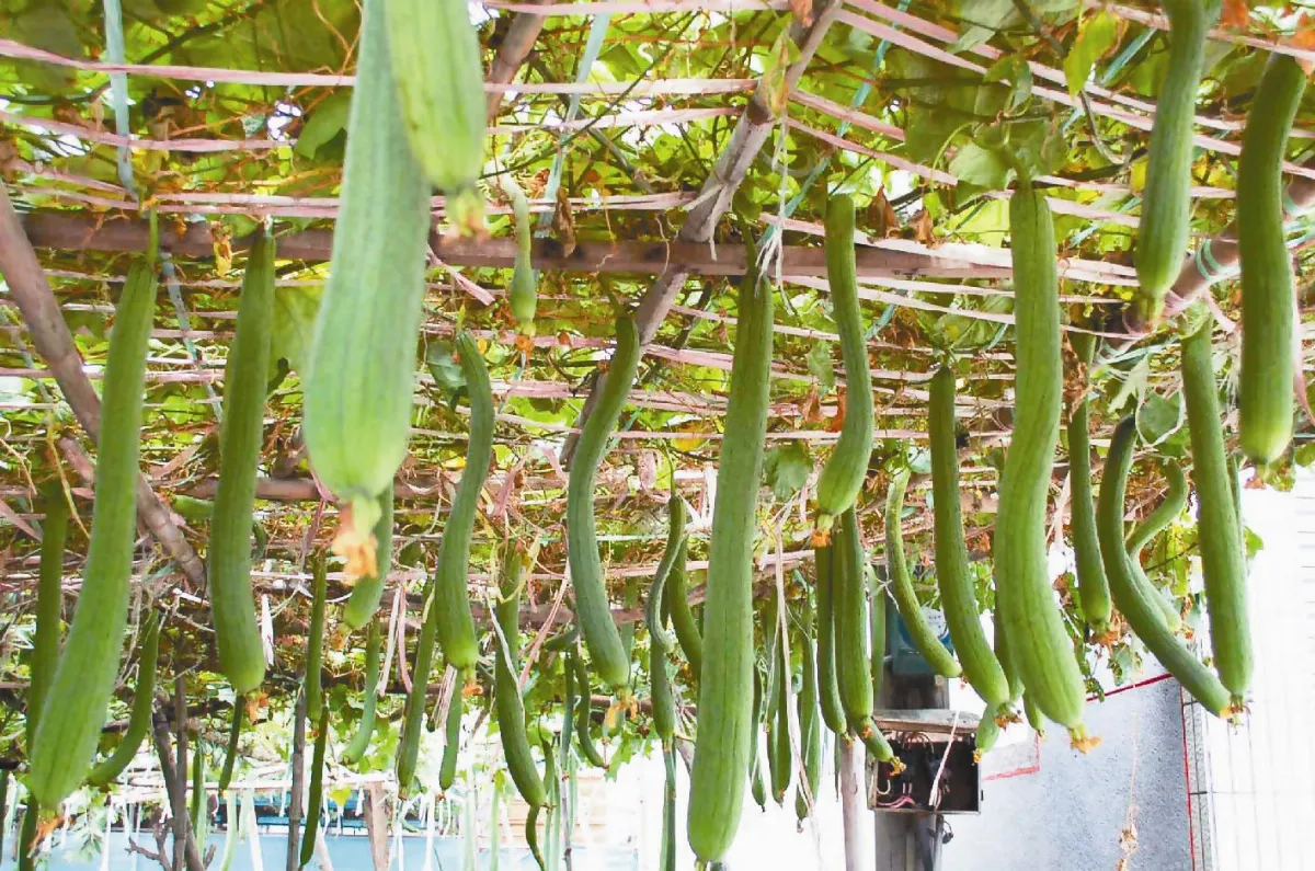 絲瓜超會生單月破百條