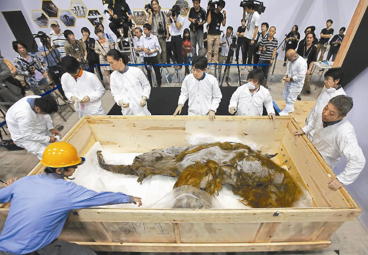 3萬9千年前象骸