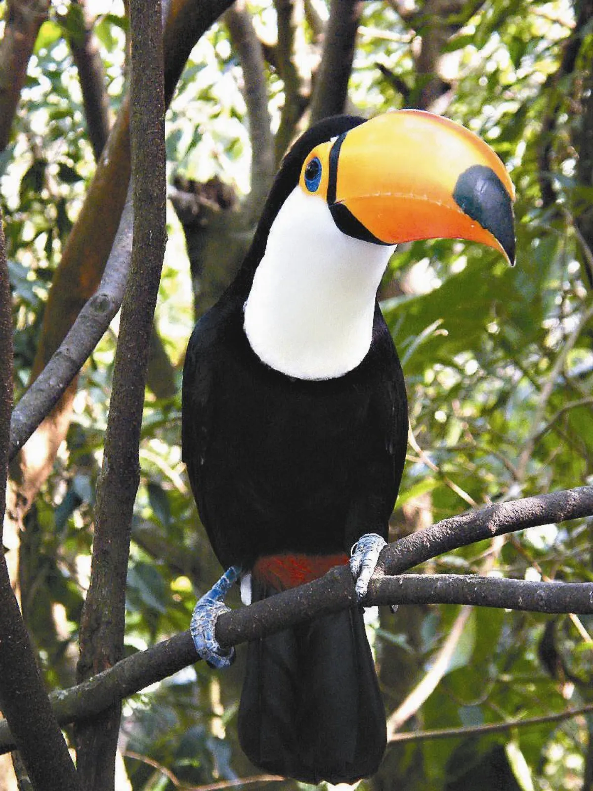 童言童語我們一家都是鳥