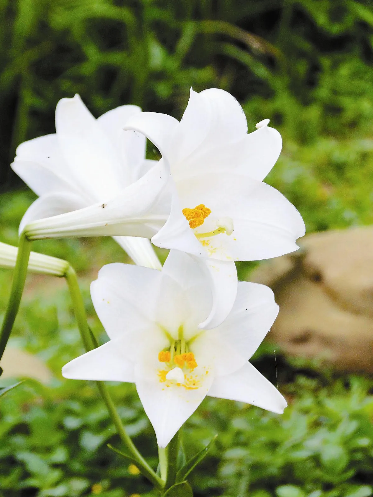 【人間植物禪】     不和諧的和諧