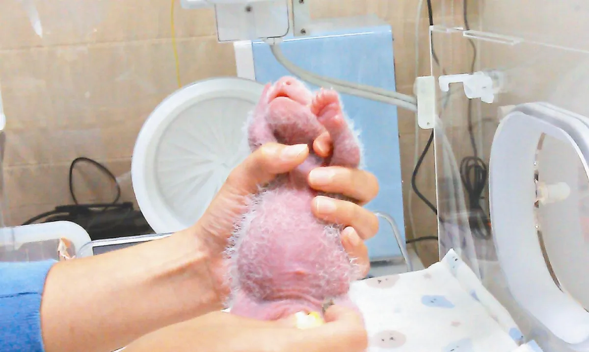 圓仔出生1周 郝龍斌今探望