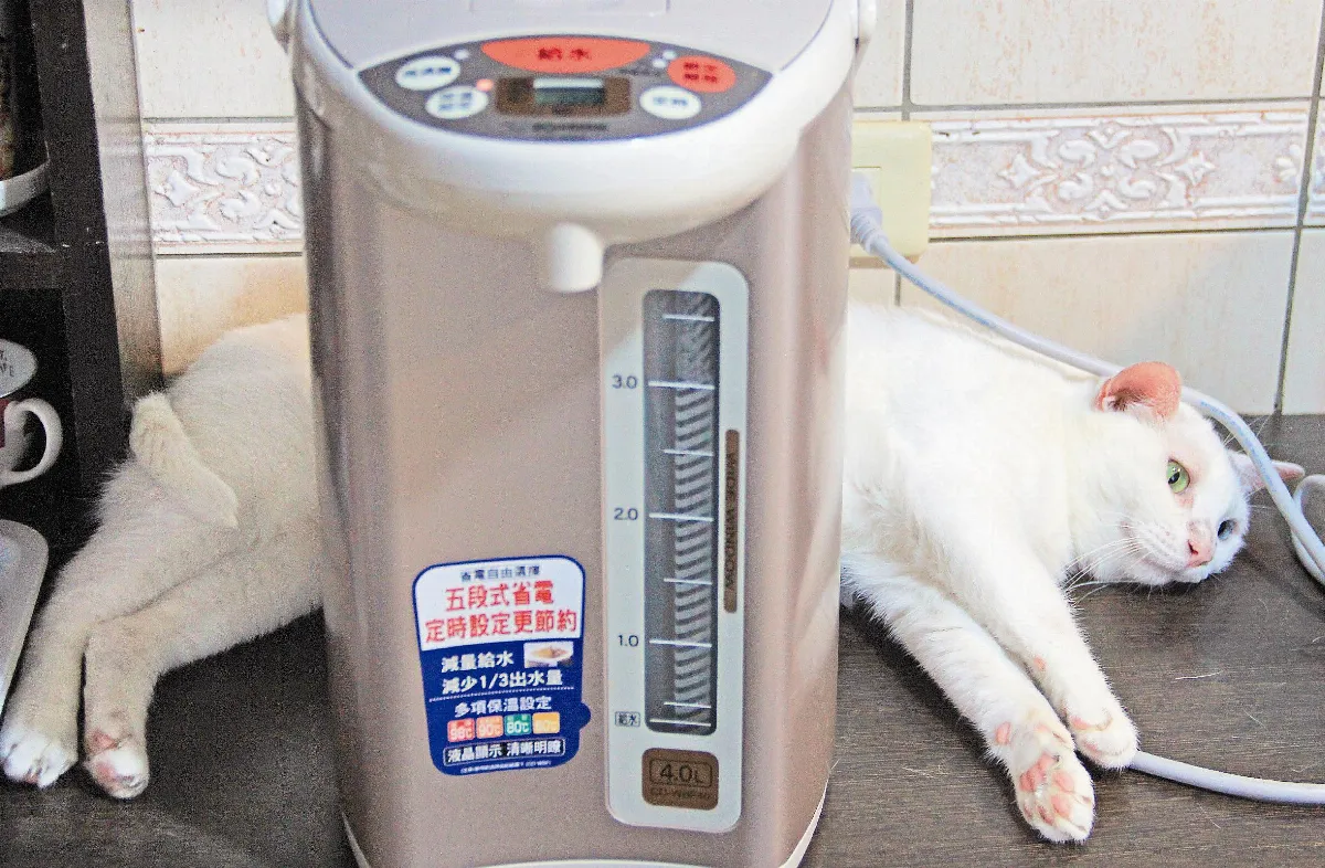 貓人貓語開冷氣？不開冷氣？